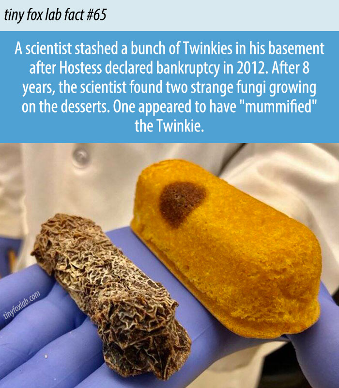 Mummified Twinkie