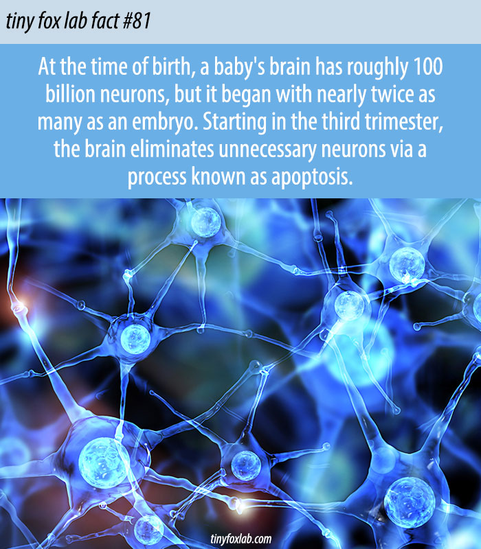 Neuron Development in Human Embryos