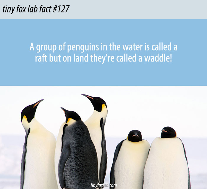A Group of Penguins