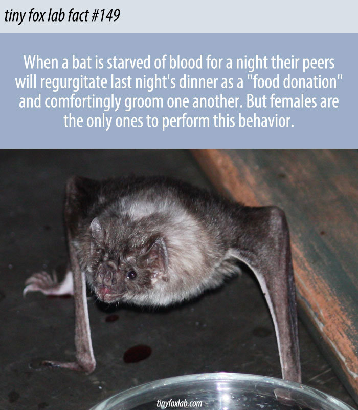 Food Sharing in Vampire Bats