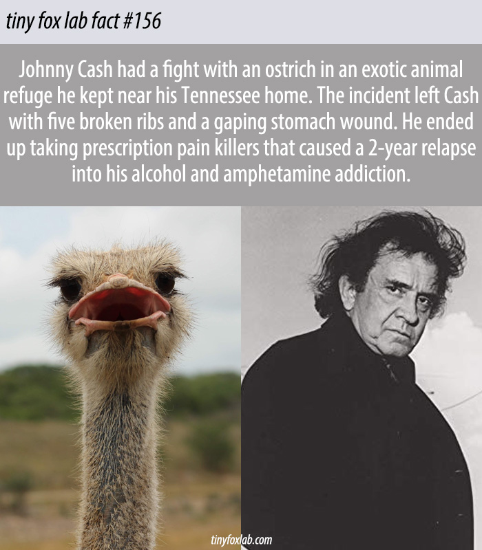 Johnny Cash and the Ostrich