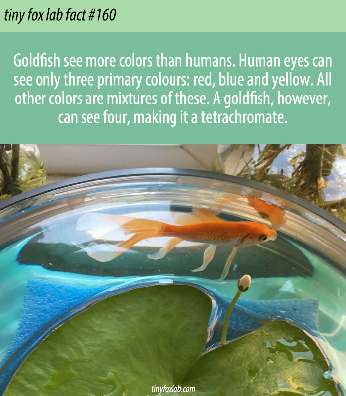 ​Goldfish See More Colors Than Humans