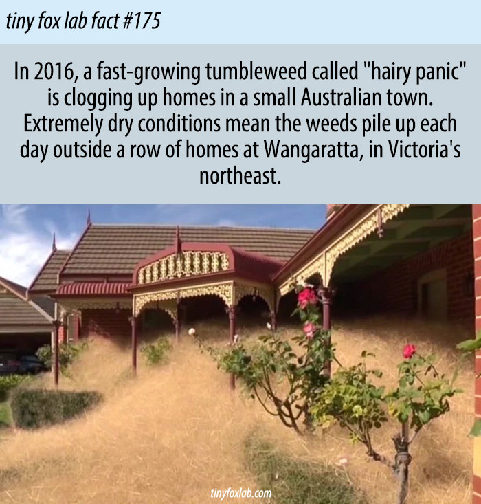 Australia Town Consumed by Hairy Panic