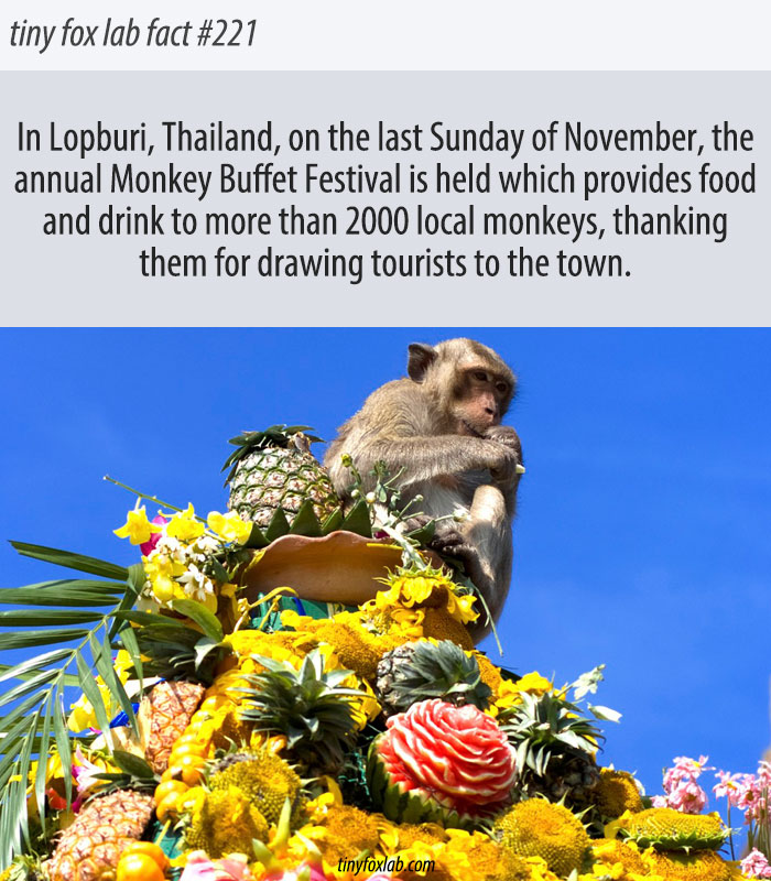 Thailand's Eclectic Monkey Buffet Festival