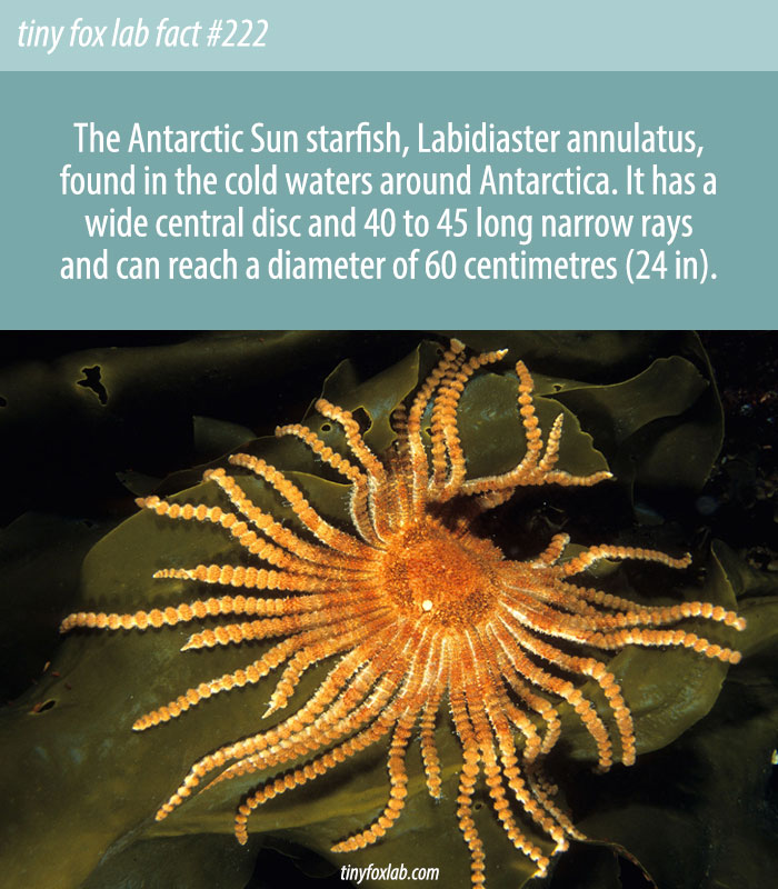 Antarctic Sun Starfish
