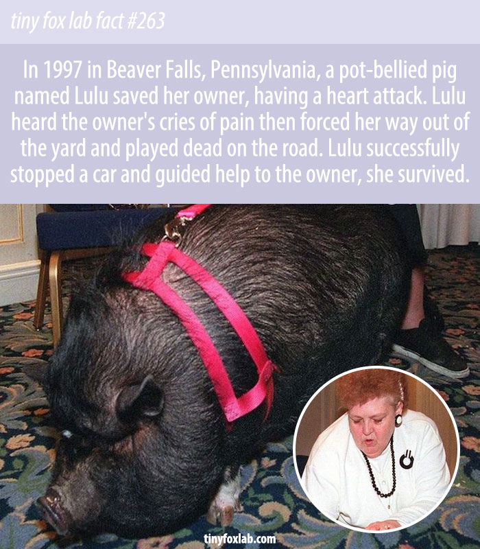 Lulu The Pot-Bellied Pig Saves Life of Owner