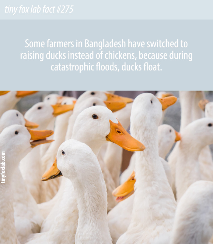 Bangladesh Farmers Have Switched to Raising Ducks