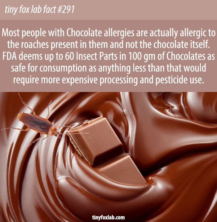 Chocolate Allergies Linked to Roaches
