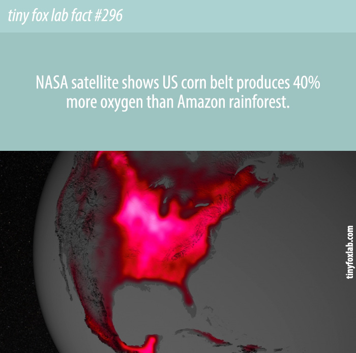 NASA Satellite Shows US Corn Belt Produces 40% More Oxygen Than Amazon Rainforest.