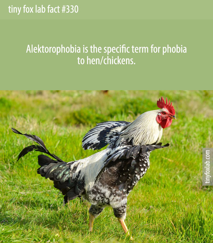 Alektorophobia is the fear of hen/chickens.
