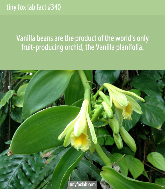 Vanilla beans are the product of the world's only fruit-producing orchid, the Vanilla planifolia.