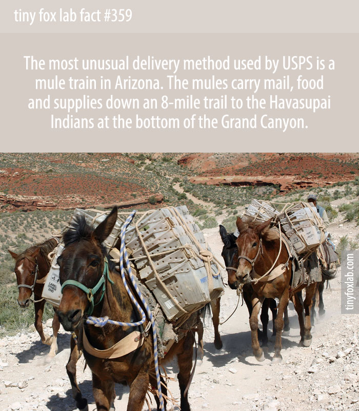 The most unusual delivery method used by USPS is a mule train in Arizona. The mules carry mail, food and supplies down an 8-mile trail to the Havasupai Indians at the bottom of the Grand Canyon.
