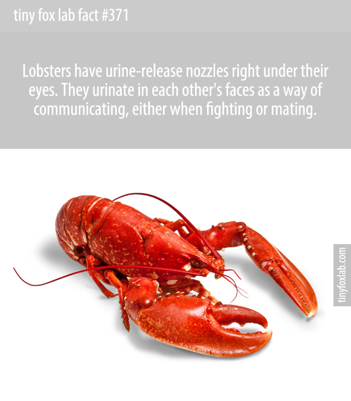 Lobsters have urine-release nozzles right under their eyes. They urinate in each other's faces as a way of communicating, either when fighting or mating.