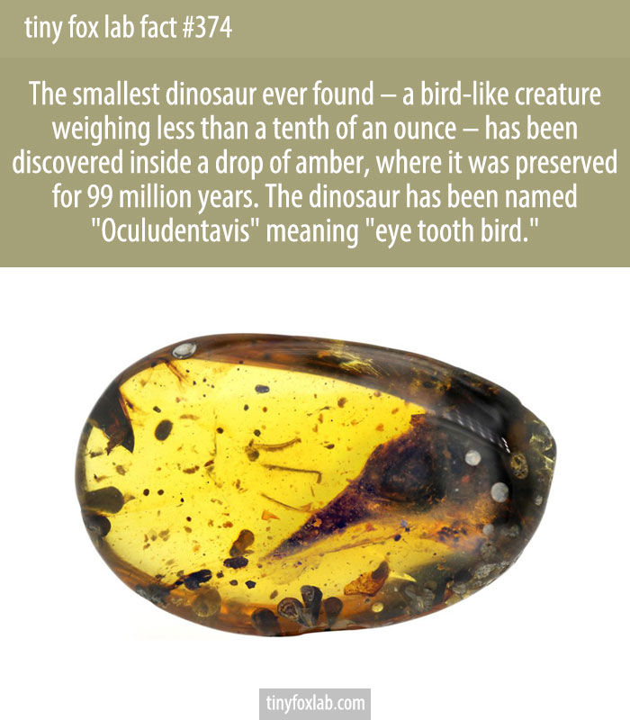A bird-like creature weighing less than a tenth of an ounce – has been discovered inside a drop of amber, where it was preserved for 99 million years.