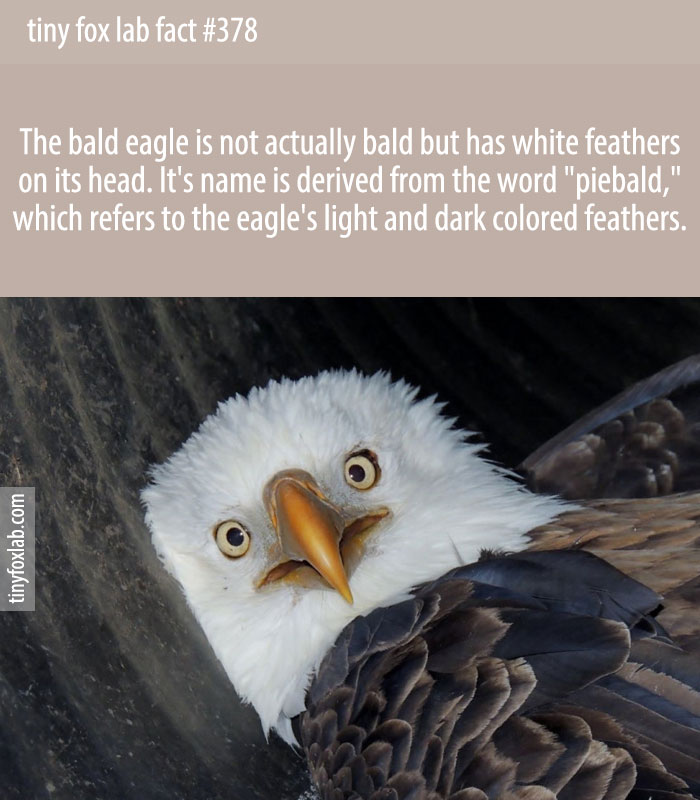 The name actually comes from an old English word — piebald — which meant 'white-headed' rather than hairless.