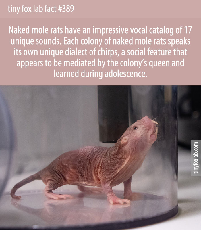 Naked mole rats have an impressive vocal repertoire of 17 unique sounds.