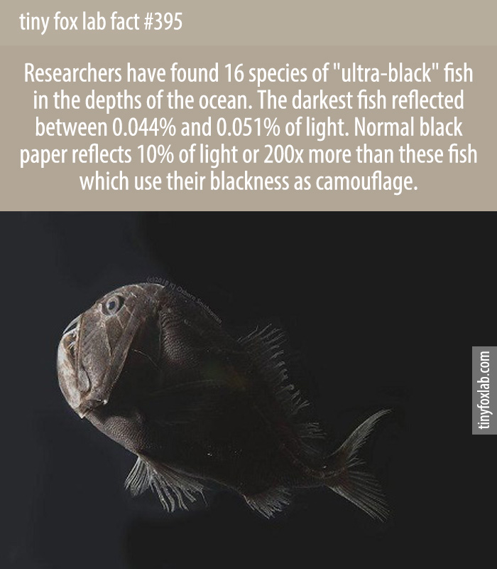 Researchers have found 16 species of 'ultra-black' fish in the depths of the ocean.