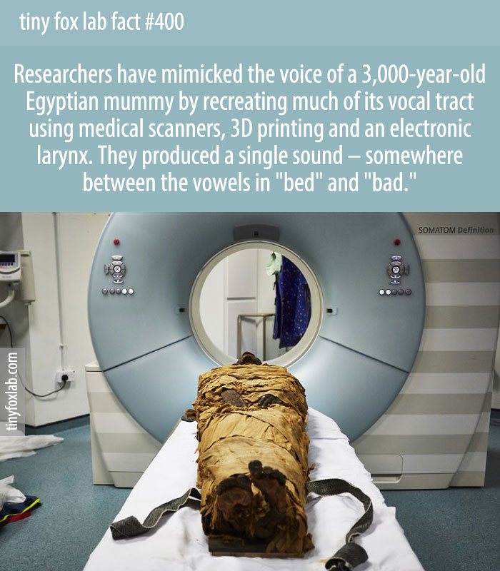 Researchers have mimicked the voice of a 3,000-year-old Egyptian mummy by recreating much of its vocal tract using medical scanners, 3D printing and an electronic larynx.
