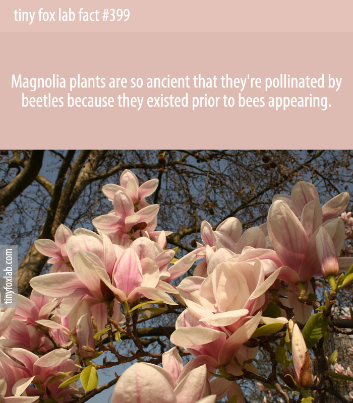 Magnolia plants are so ancient that they're pollinated by beetles because they existed prior to bees appearing.