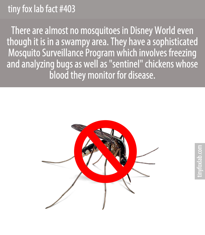 There are almost no mosquitoes in Disney World even though it is in a swampy territory abundant with bugs. They have a sophisticated mosquito surveillance program to try and eliminate them quickly.
