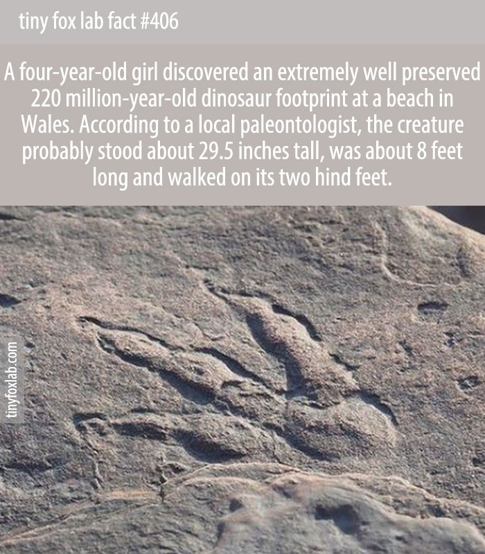 A four-year-old girl discovered an extremely well preserved 220 million-year-old dinosaur footprint at a beach in Wales. According to a local paleontologist, the creature probably stood about 29.5 inches tall, was about 8 feet long and walked on its two hind feet.