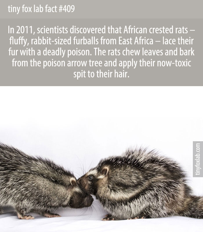 In 2011, scientists discovered that African crested rats – fluffy, rabbit-sized furballs from East Africa – lace their fur with a deadly poison. The rats chew leaves and bark from the poison arrow tree and apply their now-toxic spit to their hair.
