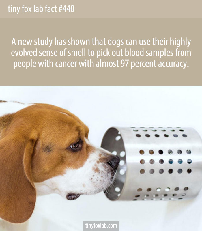In a 2019 study, three beagles were trained to smell cancer from blood samples. They used their highly evolved sense of smell to pick out blood samples from people with lung cancer with nearly 97% percent accuracy.
